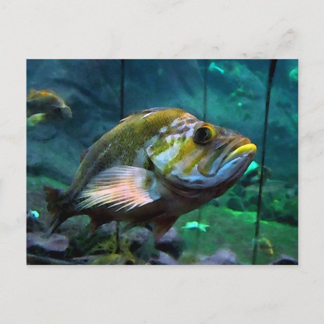 Cartão Postal O Peixe (Frente)