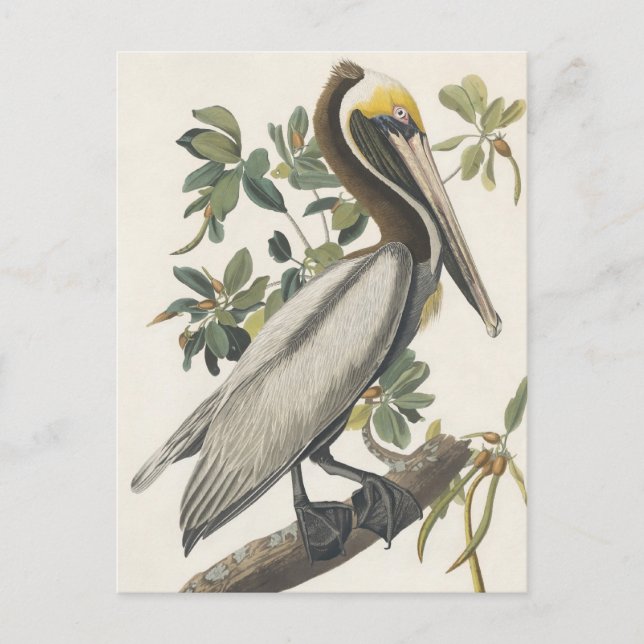 Cartão Postal O Pelicano Marrom de Audubon (Frente)