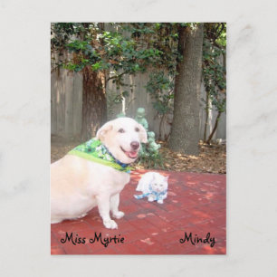 Cartão Postal O Pequeno Gato