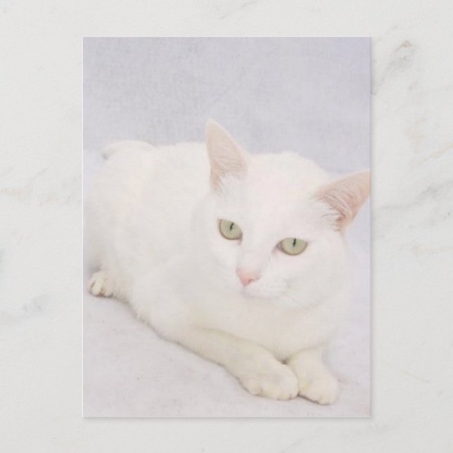 Cartão Postal O Pequeno Gato Branco (Frente)