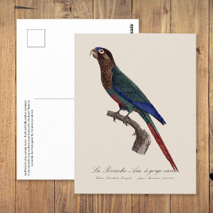 Cartão Postal O periquito-pintado, Pyrrhura Picta