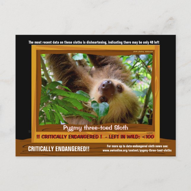 Cartão Postal O Pgymy ThreeToed Sloth está criticamente ameaçado (Frente)