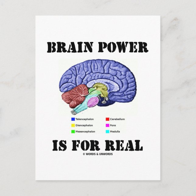 Cartão Postal O Poder Cerebral É Real (Atitude De Anatomia Cereb (Frente)