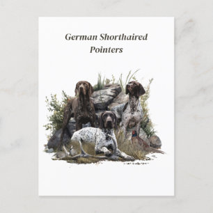 Cartão Postal O ponteiro alemão Shorthired ou Deutsch Kurzhaar