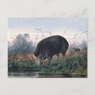 Cartão Postal O Porco Andaman de Joseph Wolf