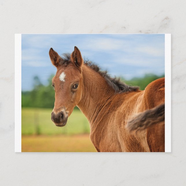 Cartão Postal O Preto (Frente)