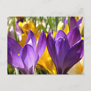 Cartão Postal O Primeiro Florescer da Primavera: O Crocus