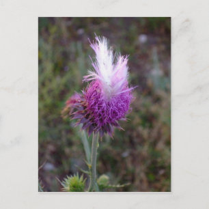 Cartão Postal O Punk picante