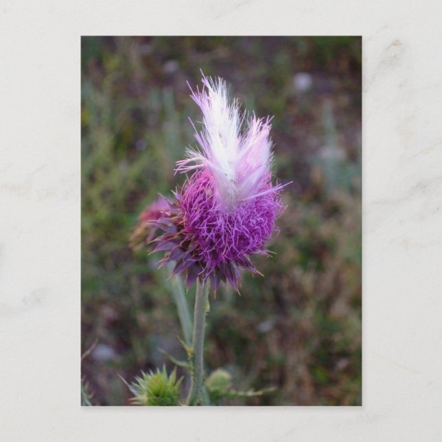 Cartão Postal O Punk picante (Frente)