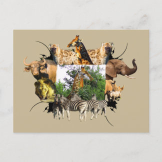 Cartão Postal O Quadro Africano da Vida Selvagem Girafa Aloe