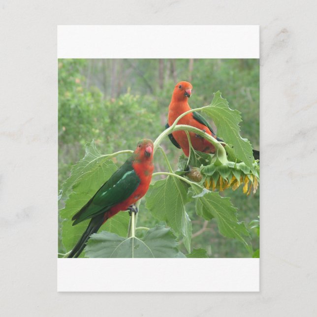 Cartão Postal O quê? (Frente)