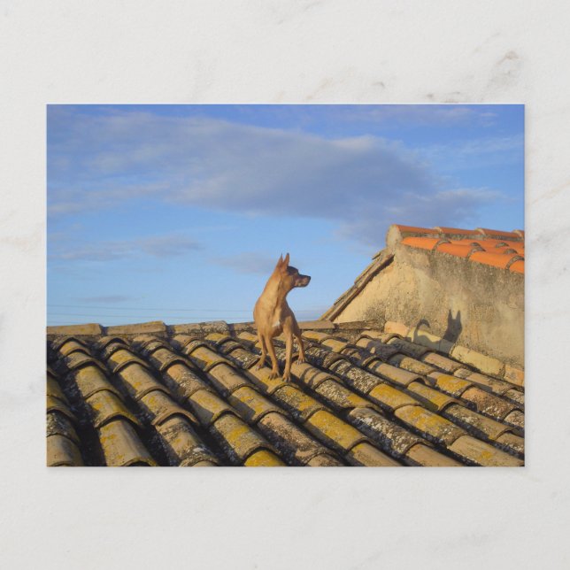 Cartão Postal O que é isso ali. (Frente)