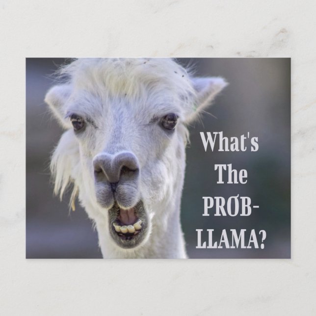 Cartão Postal O que é o Prob-Llama? LLAMA, Custa Engraçado (Frente)