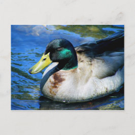 Cartão Postal O que é o Quackin?