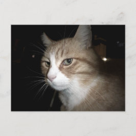 Cartão Postal O que ele está pensando?