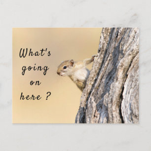 Cartão Postal O que está acontecendo aqui, foto de esquilo com t