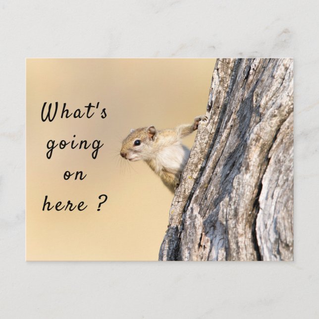 Cartão Postal O que está acontecendo aqui, foto de esquilo com t (Frente)