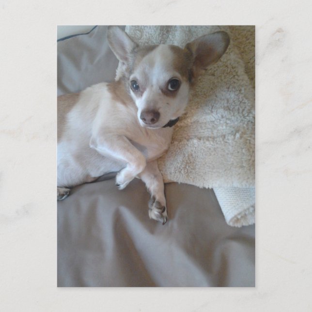 Cartão Postal O Que Foi? (Frente)