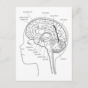 Cartão Postal O que há no seu cérebro