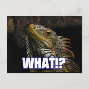 Cartão Postal O quê? Iguana