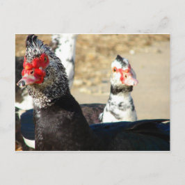 Cartão Postal "O que você está fazendo?"