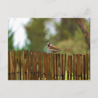 Cartão Postal O que você está olhando?