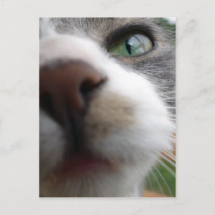 Cartão Postal O que você está olhando? Gato