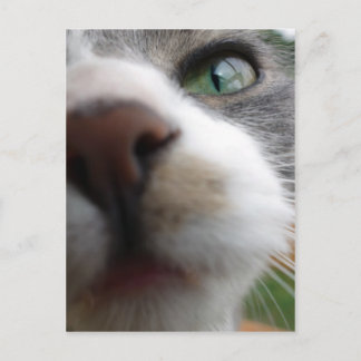 Cartão Postal O que você está olhando? Gato