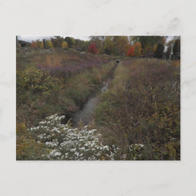 Cartão Postal O riacho (Frente)