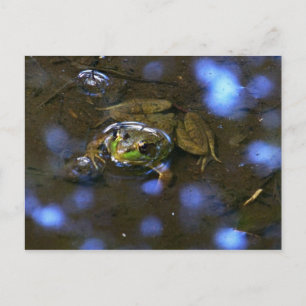 Cartão Postal O Sapo da Melissa