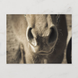 Cartão Postal O Sr. comestível incrível Ed