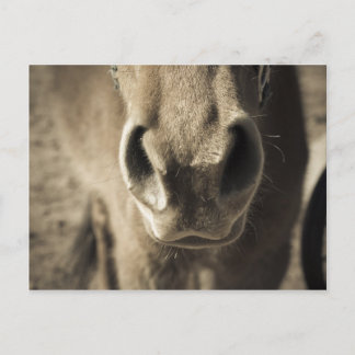 Cartão Postal O Sr. comestível incrível Ed