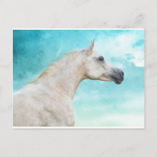 Cartão Postal O Stallion Branco