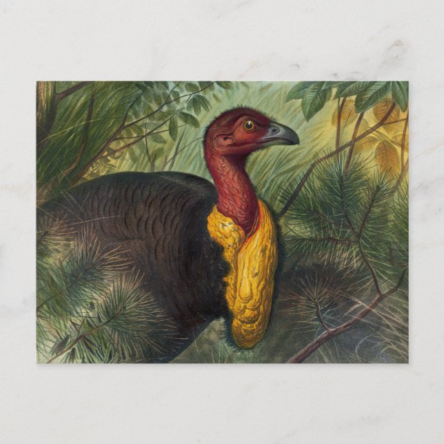 Cartão Postal O Talegalla de Joseph Wolf (Frente)