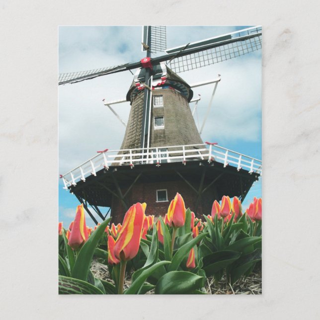 Cartão Postal O tempo da tulipa de Holland floresce o moinho de (Frente)