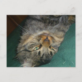 Cartão Postal O Tig