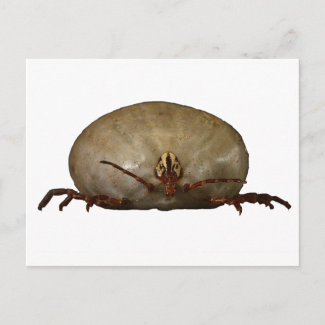 Cartão Postal O Tique (Frente)