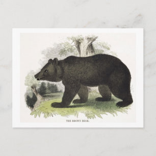 Cartão Postal O Urso Marrom, um pub de ilustração educacional.