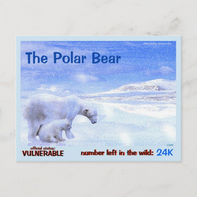 Cartão Postal O Urso Polar é um Animal Ameaçado - aqui, a - (Frente)