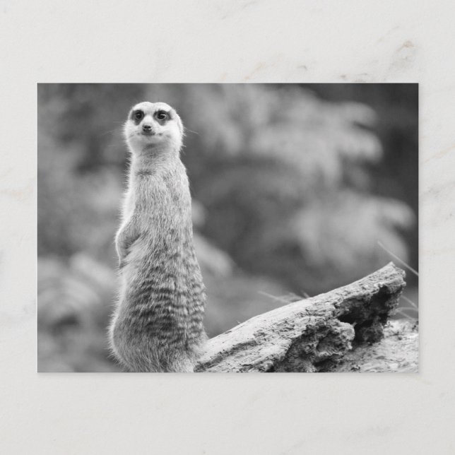 Cartão Postal "O vigia" (Frente)