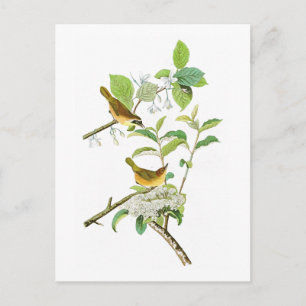 Cartão Postal O Warbler John Audubon, de peito amarelo, Pássaros