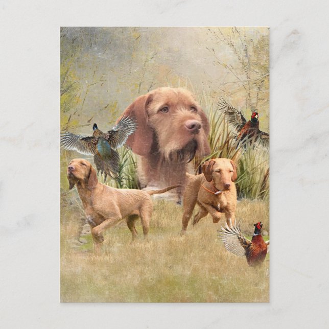 Cartão Postal O Wirehaired Vizsla húngaro (Frente)