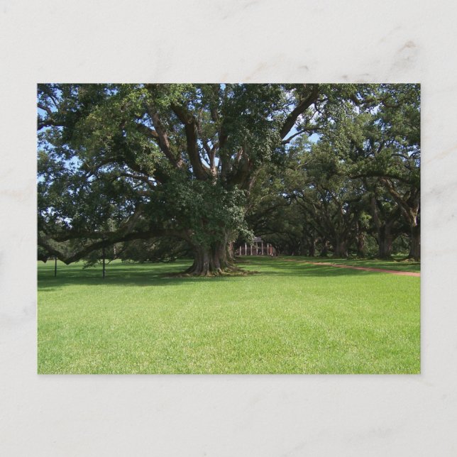 CARTÃO POSTAL OAK TREE (Frente)
