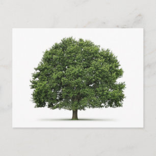 Cartão Postal Oak Tree