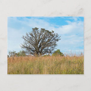 Cartão Postal Oak Tree e Tall Grass Prairie