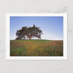 Cartão Postal "Oak Tree Glow"