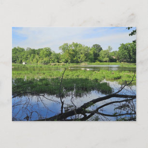 Cartão Postal Oakland Metropark Swans