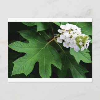 Cartão Postal "oakleaf hydrangea" por Coressel Productions