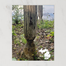 Oakwoods Metropark Beaver Rastreio com Logotipo