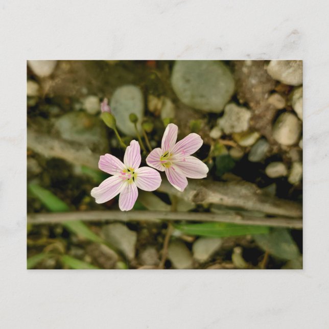 Cartão Postal Oakwoods Metropark SpringBeauty (Frente)